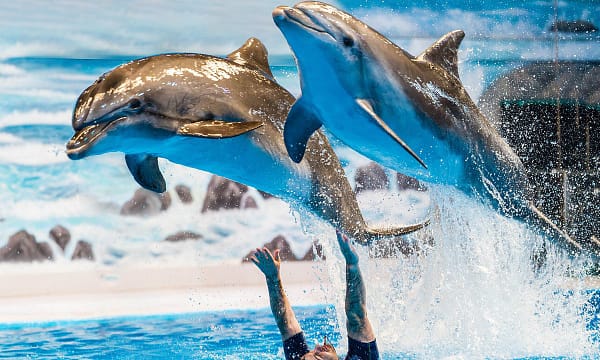 Dubai Frame, The Lost Chambers Aquarium, Wild Wadi Waterpark, & More! Dubai - Image 6