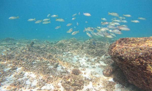 Embark On Adventure: Try Dive, Snorkeling Trip And Boat Trip Dubai - Image 10