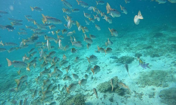Embark On Adventure: Try Dive, Snorkeling Trip And Boat Trip Dubai - Image 5