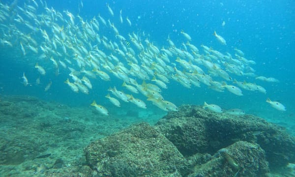 Embark On Adventure: Try Dive, Snorkeling Trip And Boat Trip Dubai - Image 7