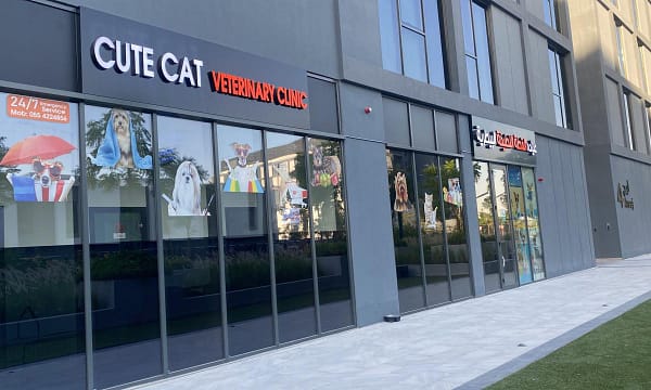 Full Grooming With Haircut At Cute Cat Veterinary Clinic Dubai - Image 2