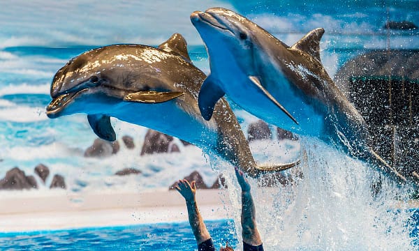 Up To 8% Off On At Peace Land Travel And Tourism Dubai - Image 3