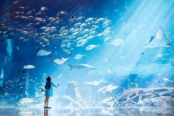 Explore Atlantis At The Lost Chambers Aquarium! Dubai - Image 2