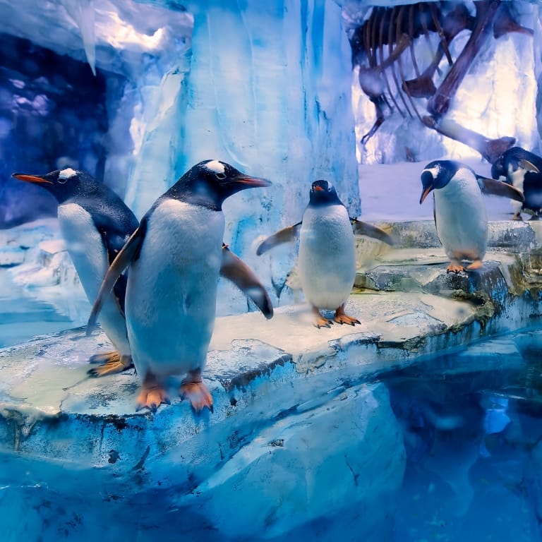 Dubai Aquarium & Underwater Zoo - All Access Pass Recently Added Experiences