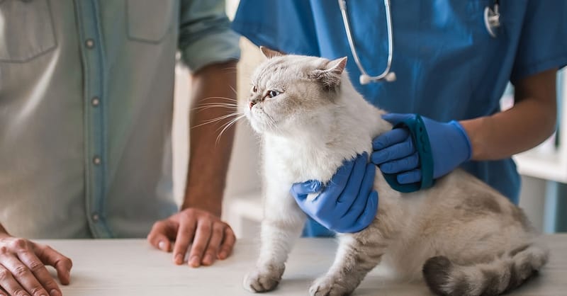 Cat/Dog Annual Vaccination