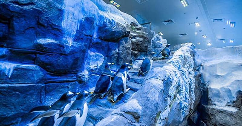 Explore Dubai Aquarium